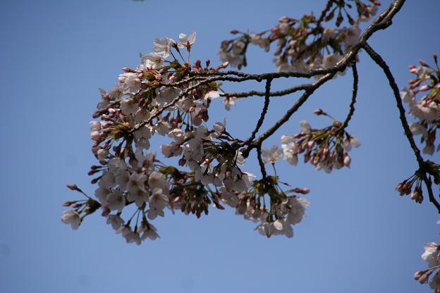 桜・さくら・サクラ～♪♪♪_c0083210_7414147.jpg