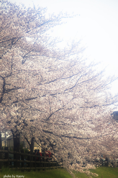 Sakura　image_b0083811_21202845.jpg