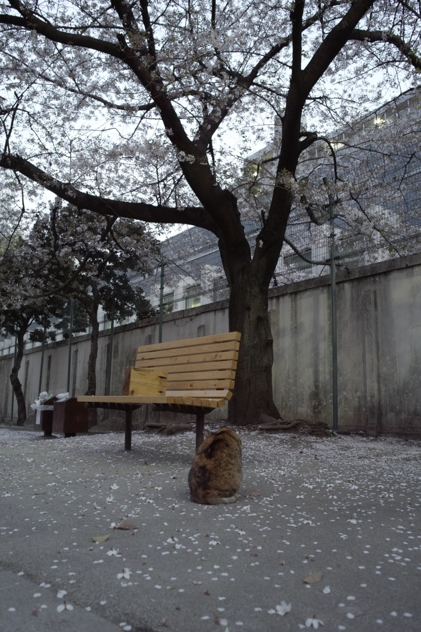 08 April 09  公園でネコにゃんと桜(´∀｀)_b0137311_23533965.jpg
