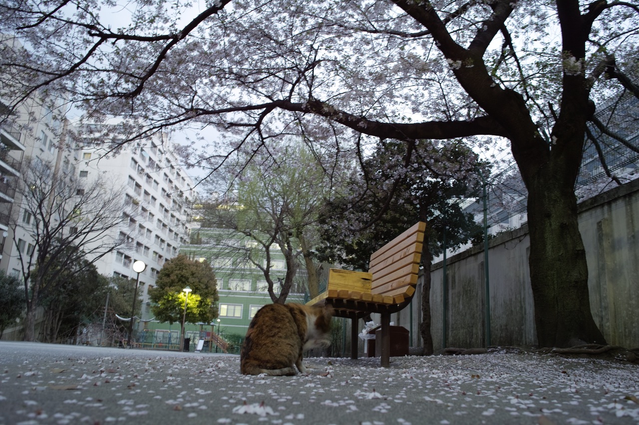 08 April 09  公園でネコにゃんと桜(´∀｀)_b0137311_2355394.jpg