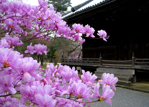 世界遺産 仁和寺_e0048413_2237848.jpg