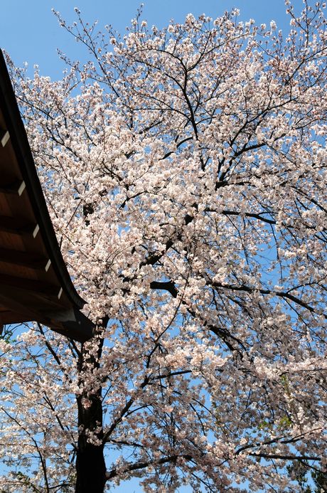 神社の桜_f0133213_20562683.jpg