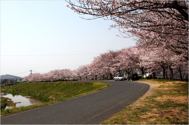 近くの花々 ＆ 桜風景_c0100214_12254111.jpg
