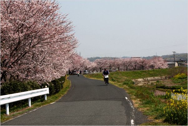 近くの花々 ＆ 桜風景_c0100214_12254638.jpg