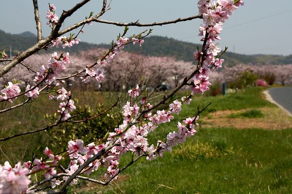 近くの花々 ＆ 桜風景_c0100214_12255085.jpg