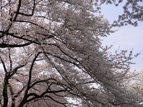 桜2009　見納め！_f0117618_21593541.jpg