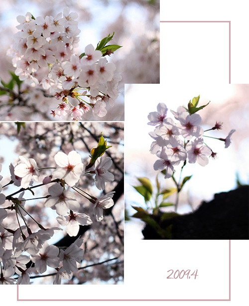 桜散歩_d0133320_23174729.jpg