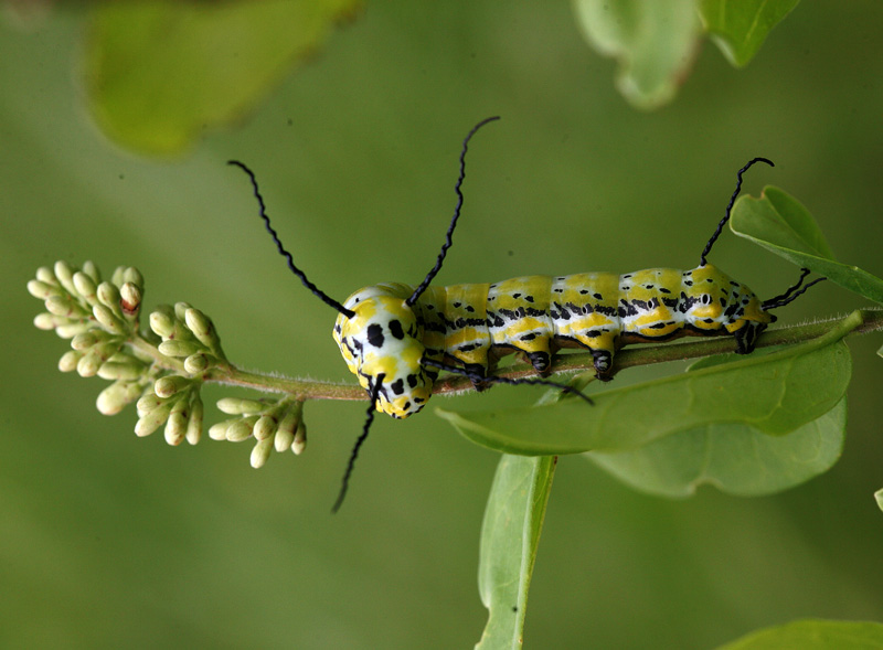 イボタガ Brahmaea japonica_f0161823_15571624.jpg