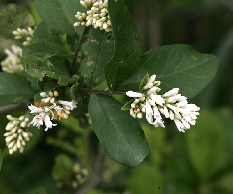 イボタガ Brahmaea japonica_f0161823_15575153.jpg