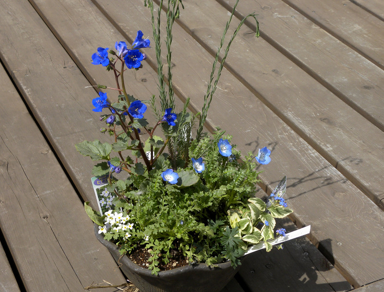 e0136424_111368.jpg