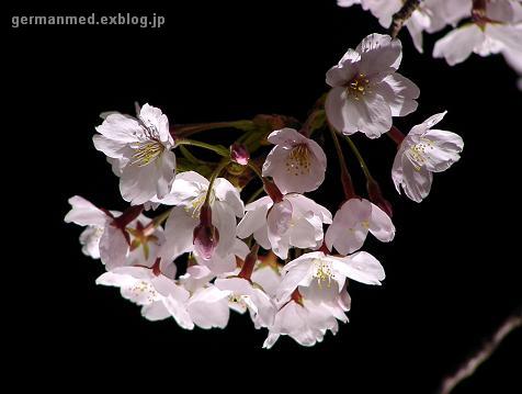 夜桜　Kirschblueten bei Nacht_d0144726_10482588.jpg