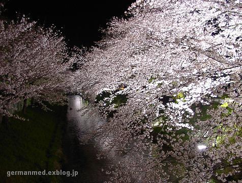 夜桜　Kirschblueten bei Nacht_d0144726_10484653.jpg
