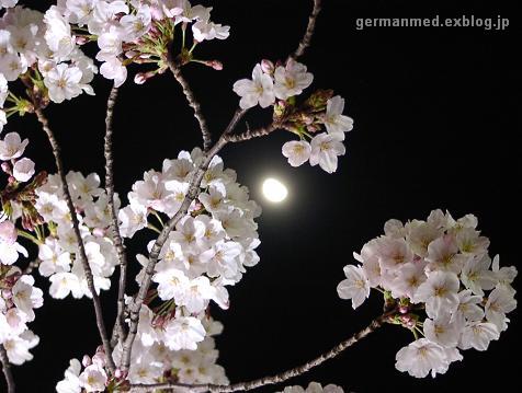 夜桜　Kirschblueten bei Nacht_d0144726_10485956.jpg