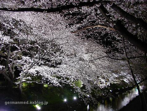 夜桜　Kirschblueten bei Nacht_d0144726_10491253.jpg