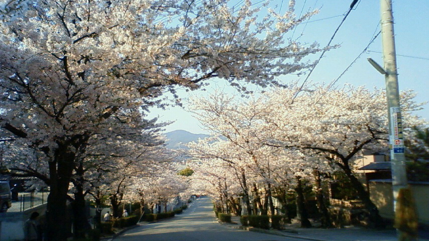 桜のトンネル_e0151429_8464614.jpg