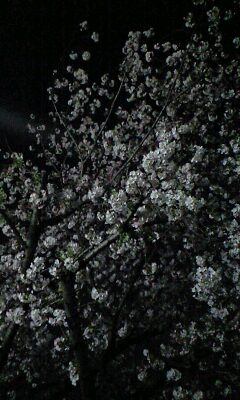 夜桜_b0160730_2039121.jpg