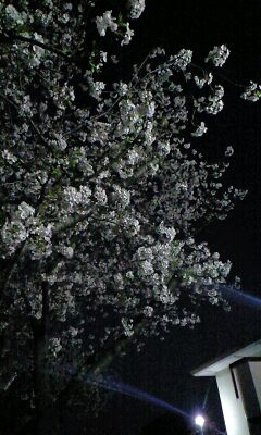 夜桜_b0160730_2039137.jpg