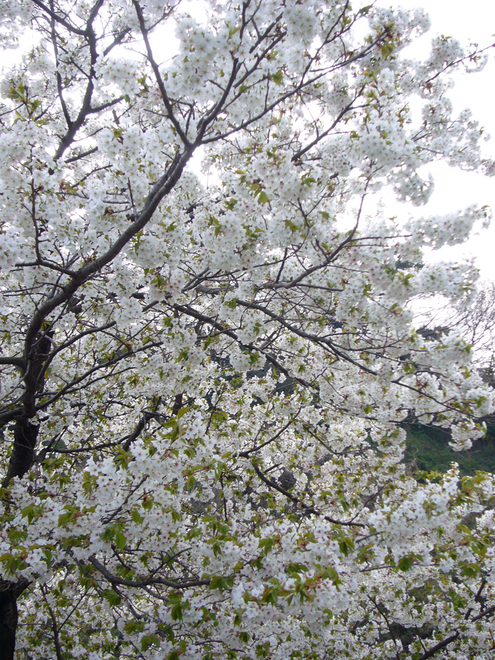 桜の満開の下、サモはバトル！？・・・其の弐_c0035838_23144241.jpg