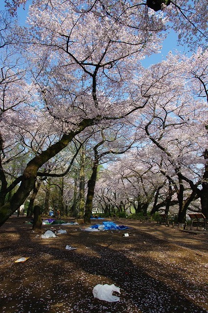 超広角レンズ（DA 14mm）で撮る井の頭公園の桜_a0009142_033182.jpg