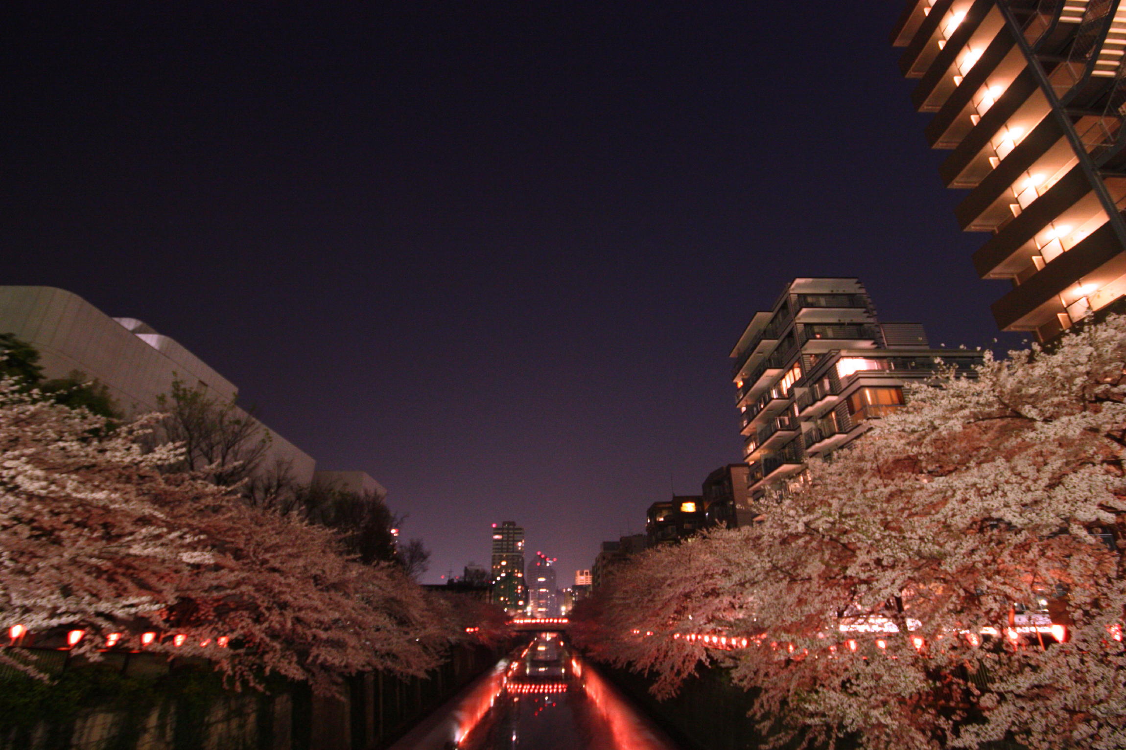 Sakura@目黒川_f0183742_1323538.jpg