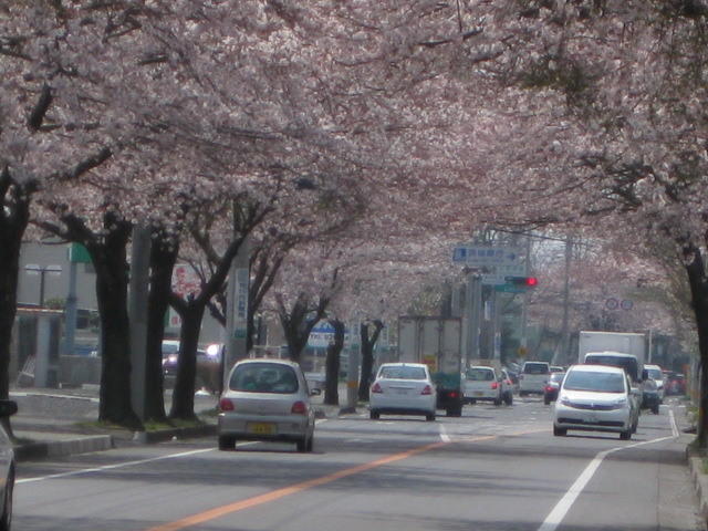 茨城の波乗りひろこです、桜です_c0174644_20193041.jpg