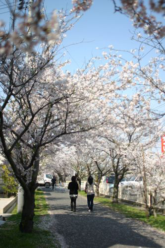 Sakura２_d0090744_23121987.jpg