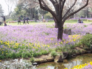 春の教会＆昭和記念公園散歩_d0151144_1732546.jpg