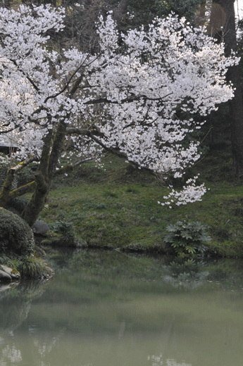 c0093046_7505882.gif