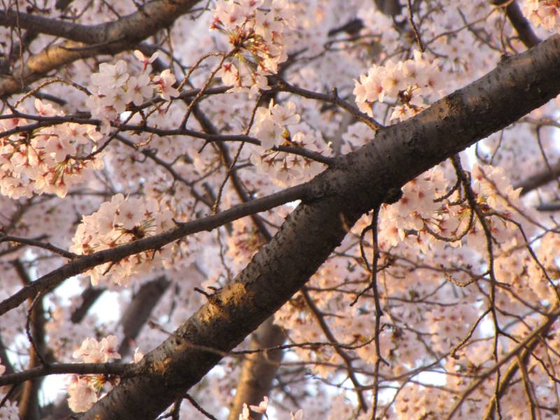 桜_c0131948_8514456.jpg