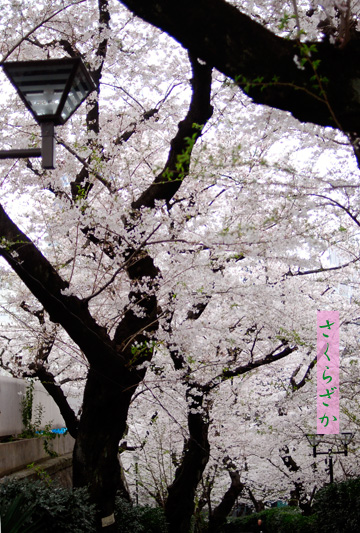 桜茶会_a0086053_16442985.jpg