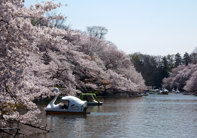 さくら_a0119753_18503881.jpg