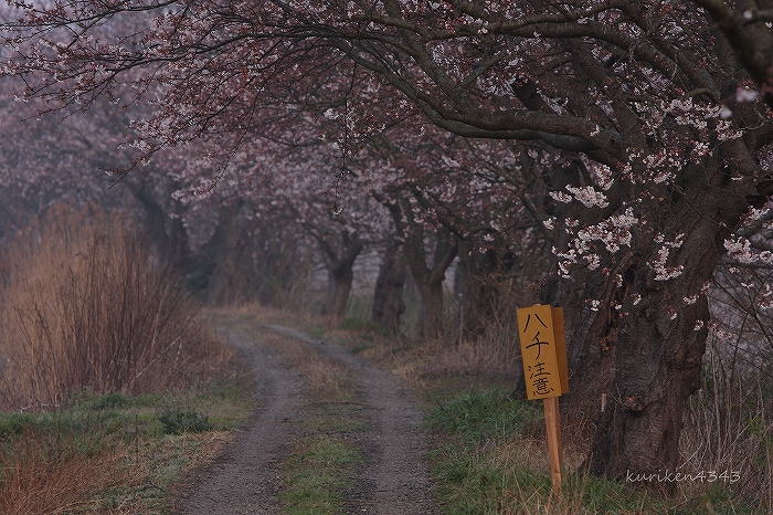 2009 今井の桜 Part2_c0122653_23223221.jpg