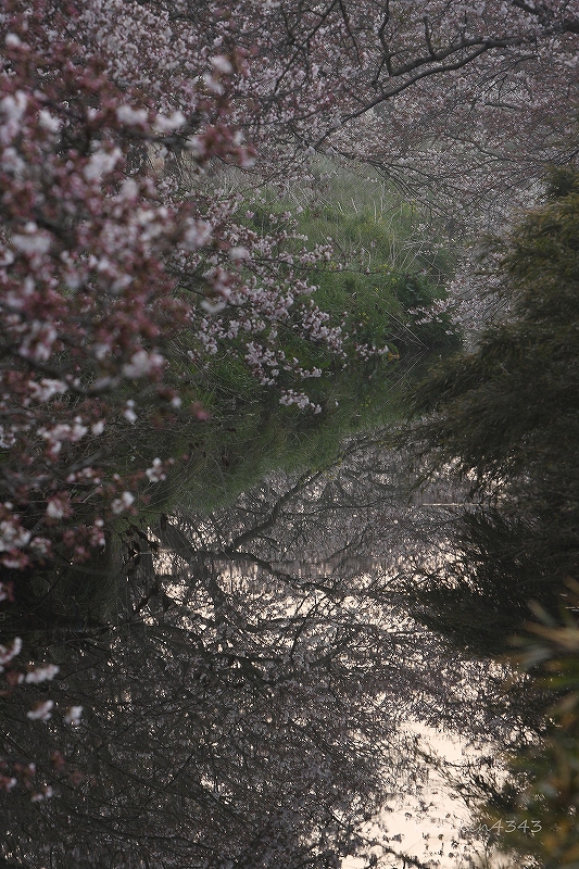 2009 今井の桜 Part2_c0122653_2323515.jpg