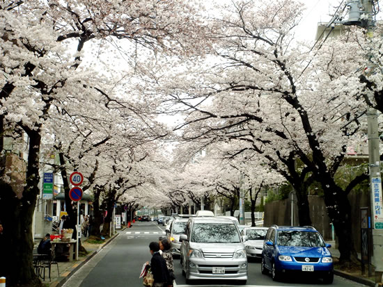 2009.4.5　目黒川でお花見_d0078656_17114289.jpg