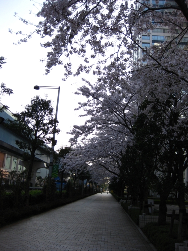 2009春　～よしよし百本桜_f0052956_12501566.jpg