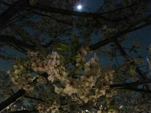 2009春　～よしよし百本桜_f0052956_125039100.jpg