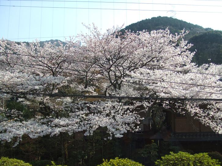 2009年　４月８日桜実況中継 _c0078659_16243589.jpg