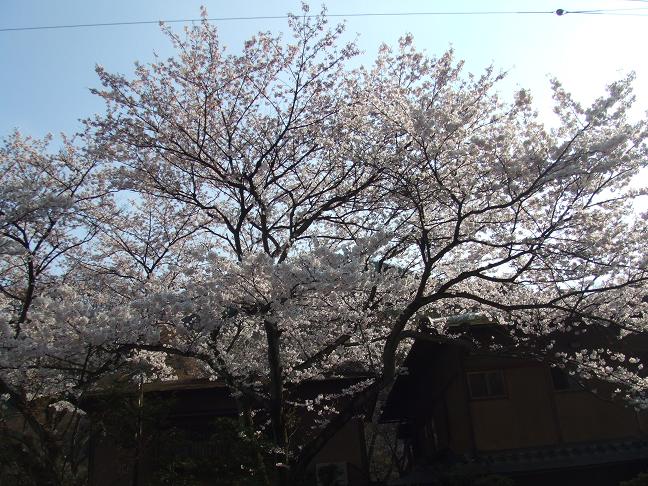 2009年　４月８日桜実況中継 _c0078659_16273942.jpg