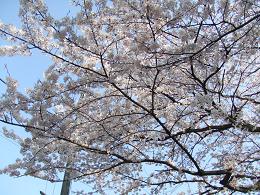 2009年　４月８日桜実況中継 _c0078659_16303654.jpg