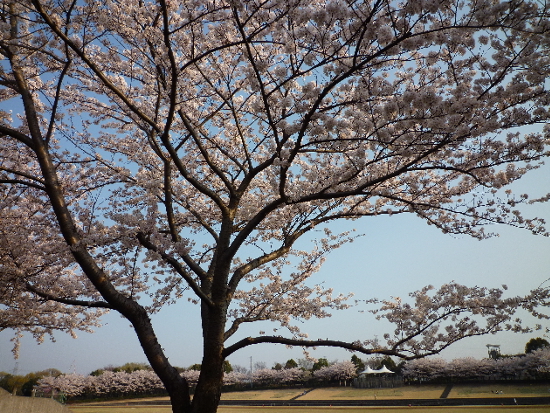 今日も桜…_b0093660_20172731.jpg