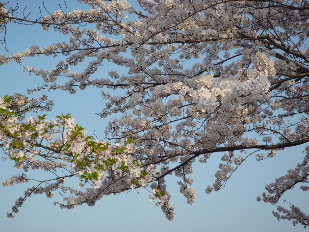 今日も桜…_b0093660_20183421.jpg