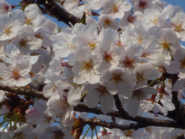 今日も桜…_b0093660_20191991.jpg