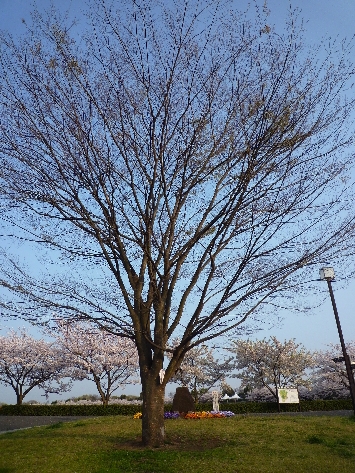 今日も桜…_b0093660_20224959.jpg