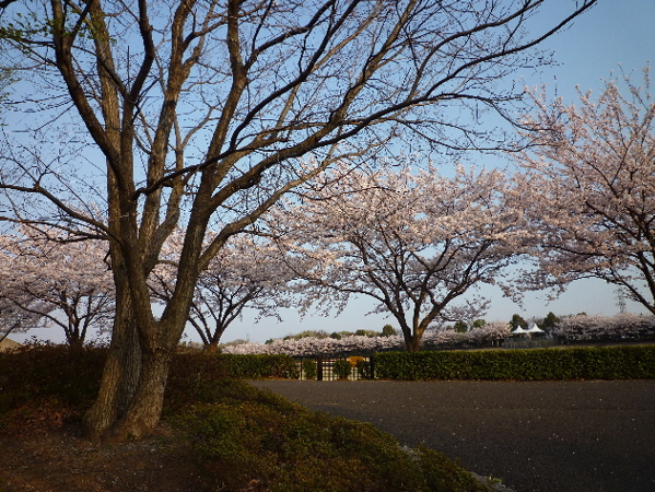 今日も桜…_b0093660_20365940.jpg