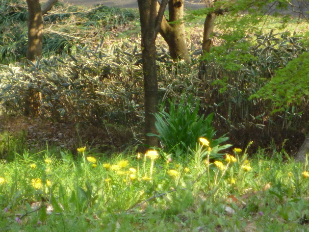 今日も桜…_b0093660_20471499.jpg
