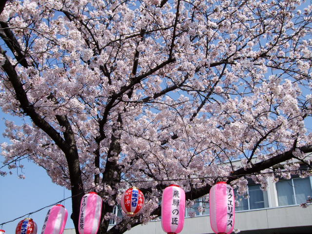 SAKURA_f0203260_0201719.jpg