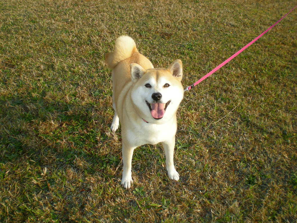 2009年4月8日(水)愛ちゃんもごっ機嫌!!_f0060461_20374884.jpg