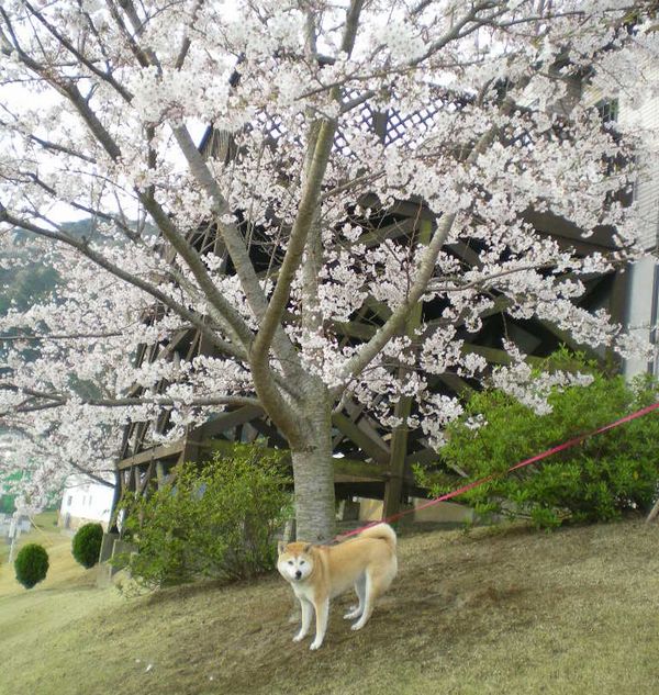 2009年4月8日(水)愛ちゃんもごっ機嫌!!_f0060461_2044112.jpg