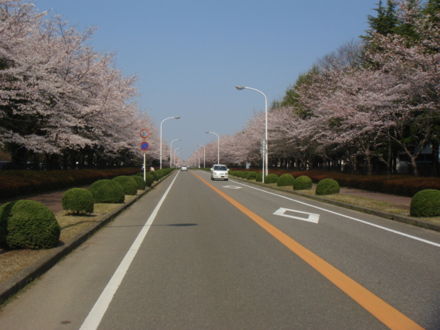 つくば農林研究団地の桜並木_b0124462_2247341.jpg