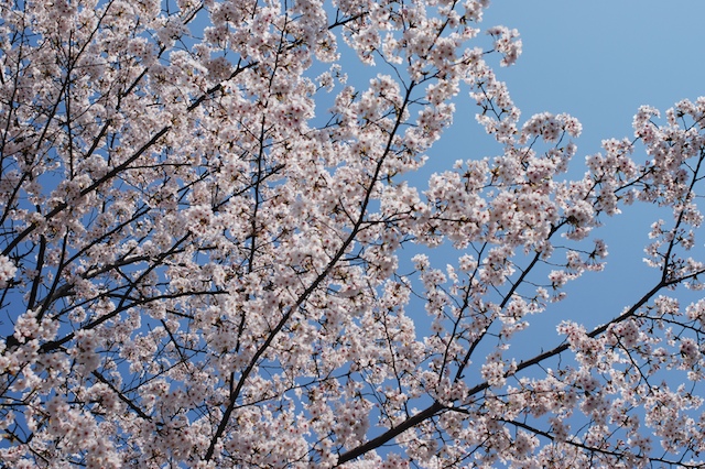 Sakura Obsession_c0075562_1971455.jpg